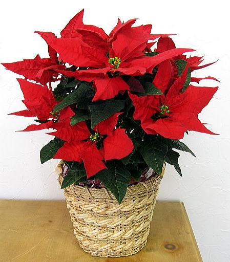 タダシくんのアイコン